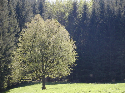 Baum vor Waldrand
