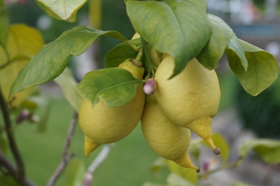 im Land, wo die Zitronen blühen (2)