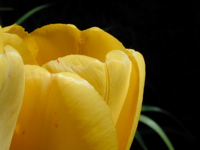 Tulpe