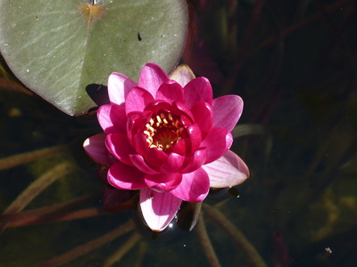 Nymphaea Perrys Baby red