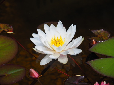 Nymphaea weiss