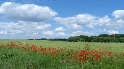 Mohnblumen und Wolken in Mecklenburg