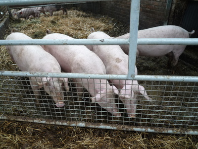 Schweine   im   Sauerland