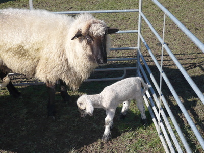 Schafe  im   Sauerland