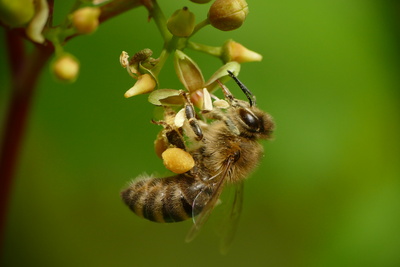 Fleißige Biene an wildem Wein