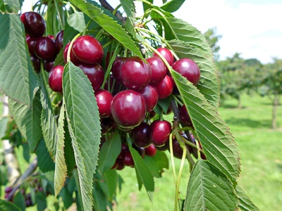 Die Kirschen in Nachbars Garten