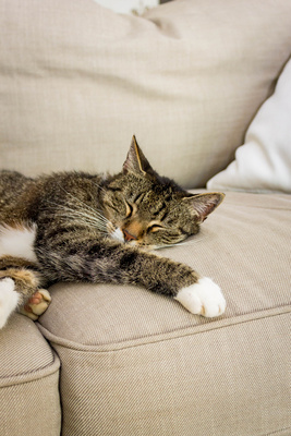 Schlafende Katze aus Sofa