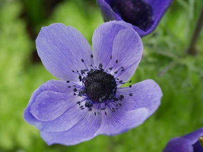 Anemone