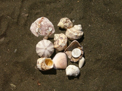 weiße Muscheln auf schwarzem Sand
