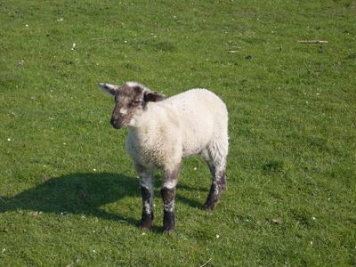 Schaf  im   Sauerland