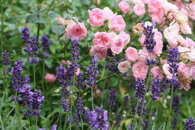 Lavendel und rosa Rosen