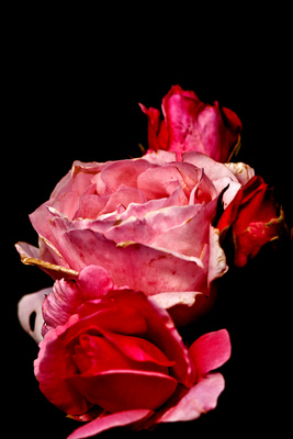 Prachtvolle Rose