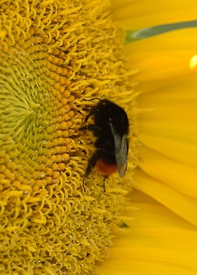 Sonnenblume und Hummel