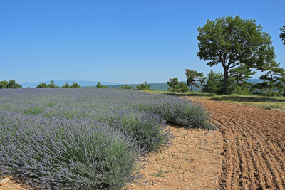 Der Duft der Provence