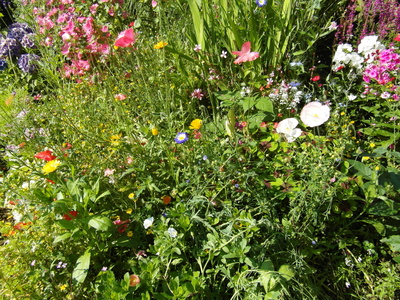 blumenwiese für bienen und schmetterlinge