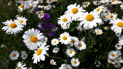 Margeriten-Blüten
