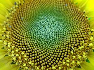 Zentrum der Sonnenblume
