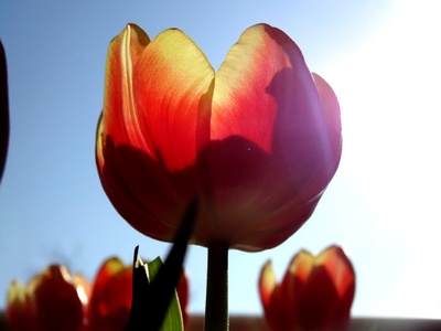 Tulip in the sunlight