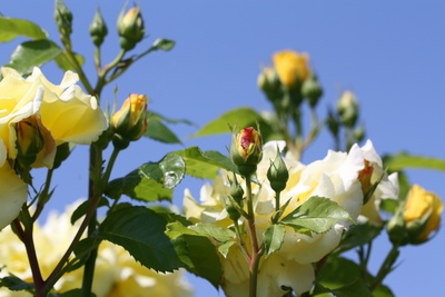 Rosenknospen und Blüten