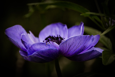 blaue anemone