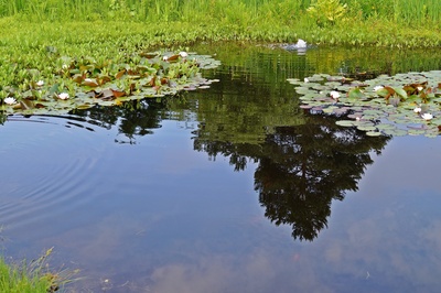 am Seerosenteich