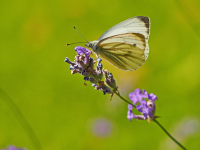 kohlweißling auf lavendel