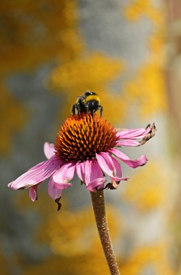 Gartenhummel auf echinacea