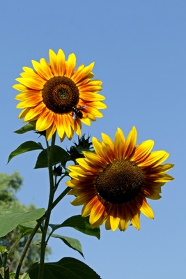 strahlende Sonnenblumen mit Holzbiene