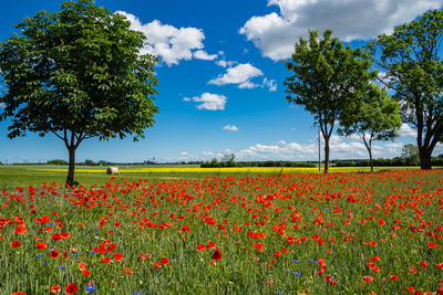 Rotes Feld (2) Rotes Feld (2)