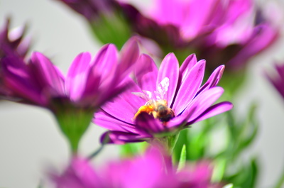 Von Bienen und Blumen #1