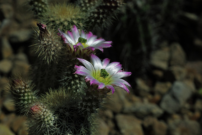 Kaktus Echinocereus