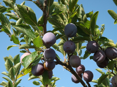 Reife Pflaumen am Baum