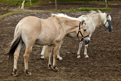 Pferde im Ruhrpott