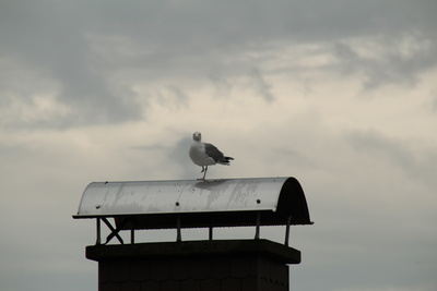 Einbein-Möwe