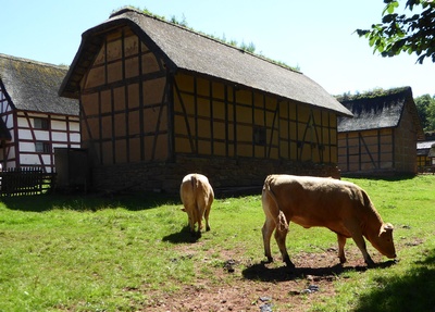 Rinder im Gegenlicht