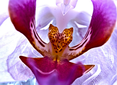 orchidee hdr