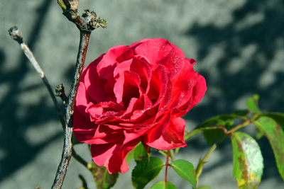 Rose mit feinsten Tautropfen
