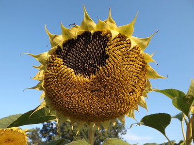 Reife Sonnenblume