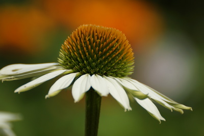 Echinacea