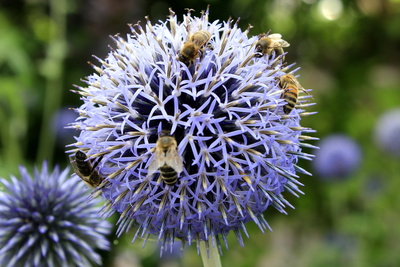 Bienenüberfallende Blume