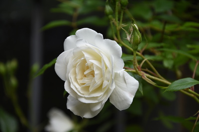 Weiße Sommerrose im Klostergarten