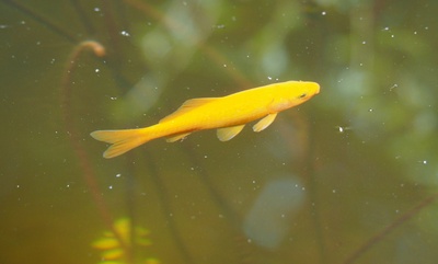 gelber Goldfisch, Carassius auratus