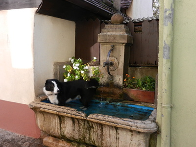 Hund im Brunnen