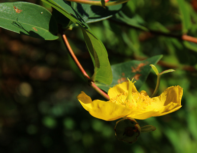 Gartenblümchen