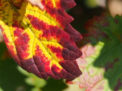 Der Herbst kommt