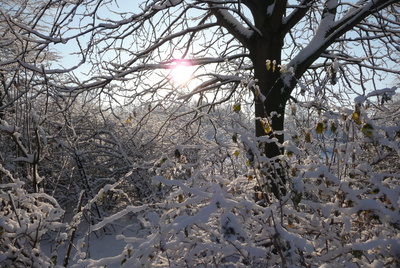 Wintersonne