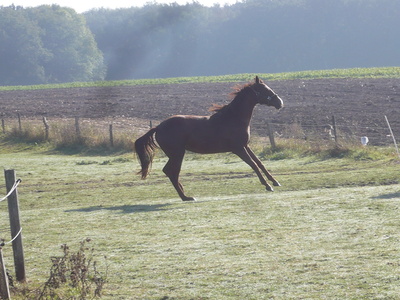 Pferd  im  Sauerland