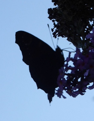Schmetterling im Gegenlicht