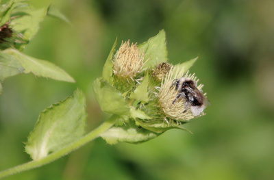 Waldhummel im Pollenkleid