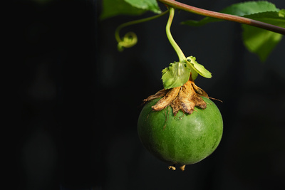 Passiflora Frucht